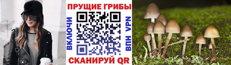 Галлюциногенные грибы MAGIC MUSHROOMS  где продают наркотики  Курганинск 